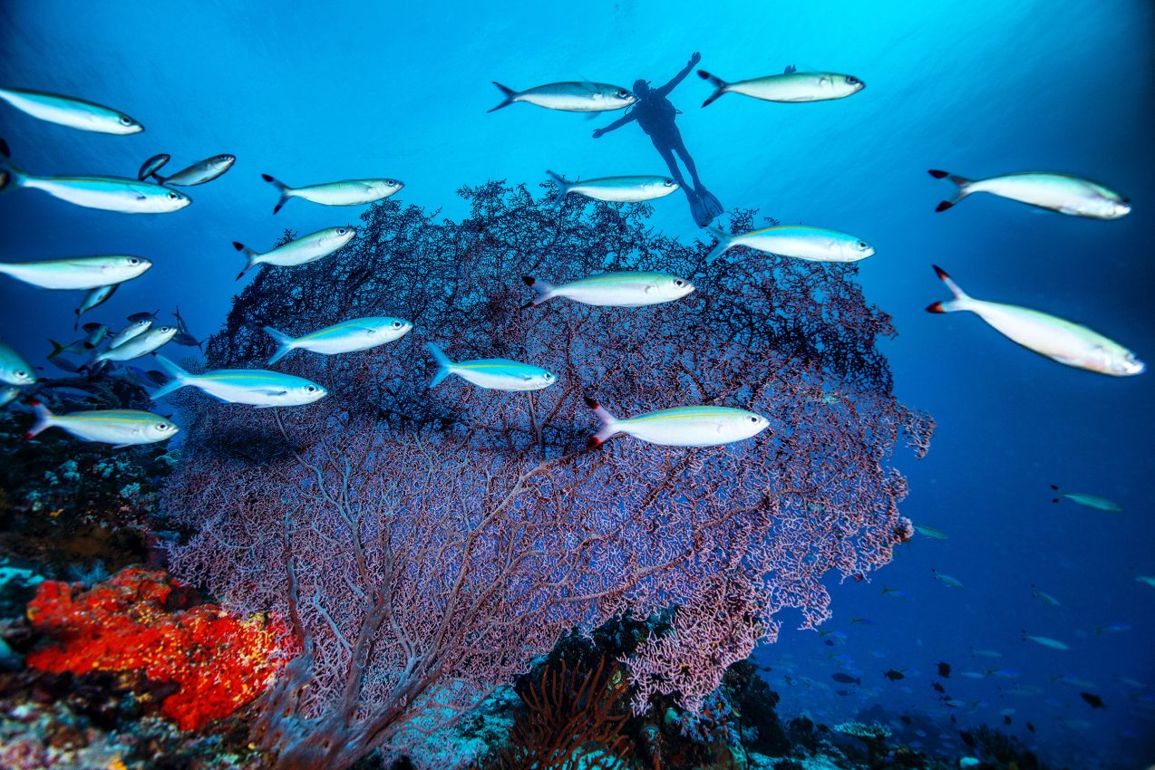 a scuba diver sailing over the colorful coral reefs underwater and group of fishes floating around