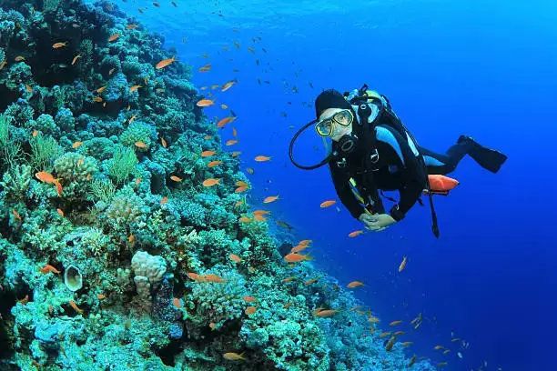 a scuba diver diving over a coral reef while colorful fish life swimming around scuba diving at aravind wall