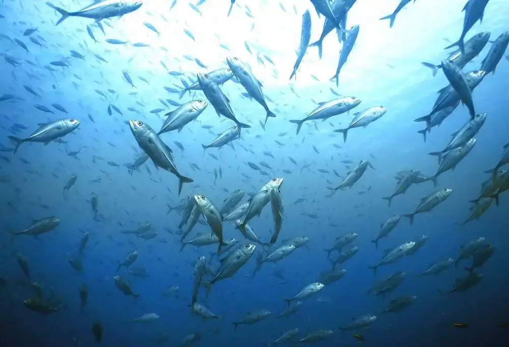 school of tuna fish underwater while scuba diving in andaman