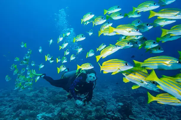 A scuba diver swimming close to a group of pipeline snapper while scuba diving in cinque Island