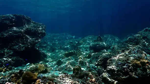 rocks and soft coral underwater in clear water to scuba dive in dwarka