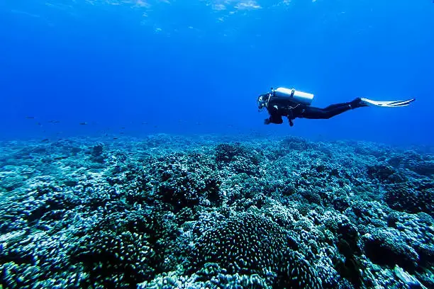 a scuba diver swimming over a coral reef while scuba diving in goa