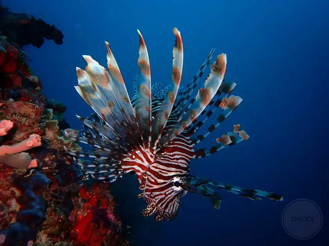 lionfish underwater while scuba diving in havelock