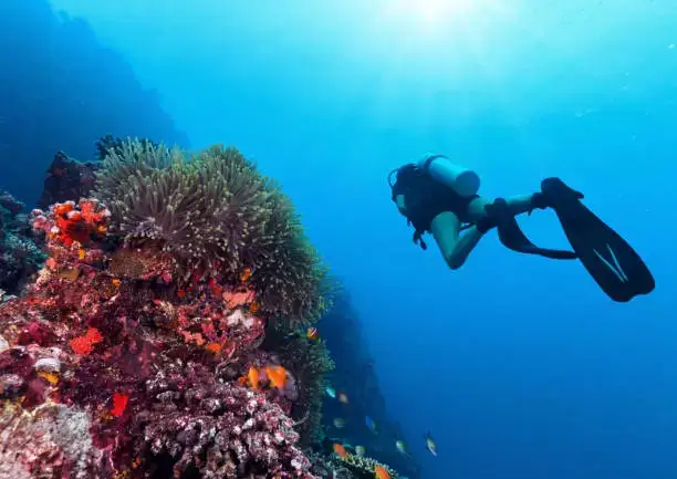 A diver swimming over a colorful coral reef while scuba diving in Kadmat Island